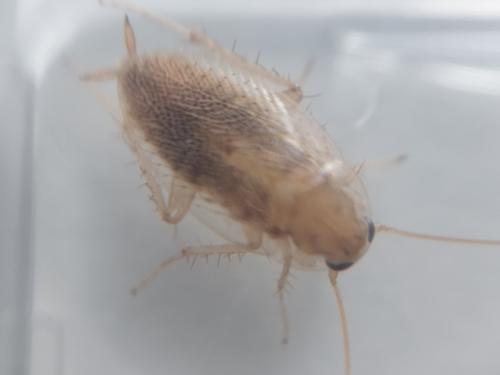 Réf. 347 012 : Planuncus vinzi